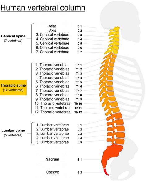 1St Thoracic Vertebrae: Thoracic Vertebrae – PYTSHG