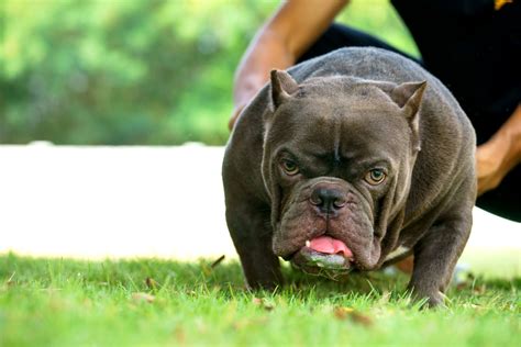 American Bully Temperament Quick Guide About This