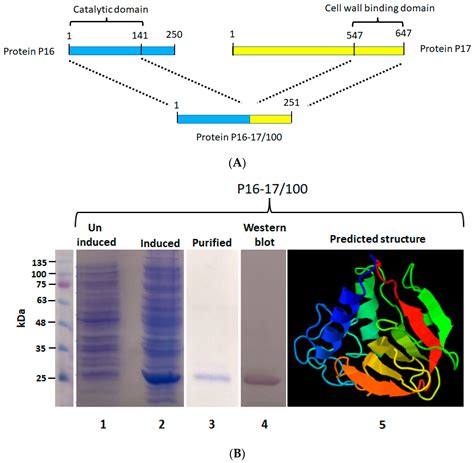 Image result for Enterococcus Faecalis MSA Plate