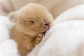 Image result for Super Cute Baby Bunny Praying Memes