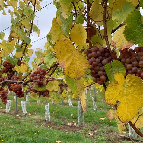 VIÑA QUIMEY (2026) All You Need to Know BEFORE You Go (with Photos ...