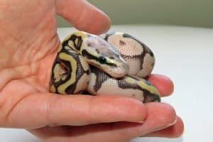 Image result for Ball Python Maximum Size