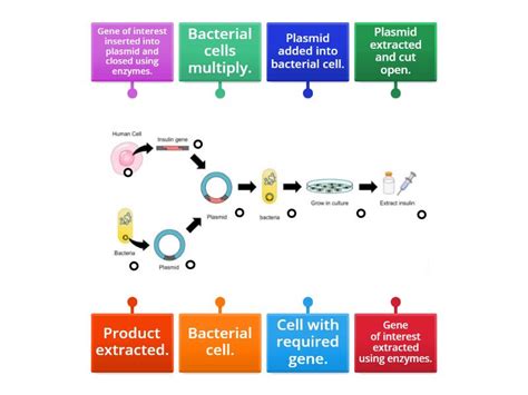 Image result for Genetic Engineering Process Diagram