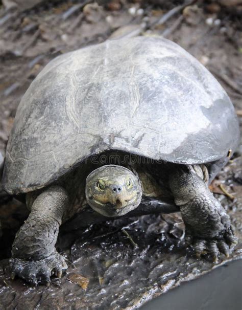 Image result for Turtle Fast Move