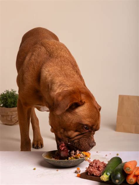 Foods that can improve your pet’s health