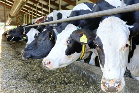 Cowtubes: Belüftungssysteme für Kühe | agrarheute.com