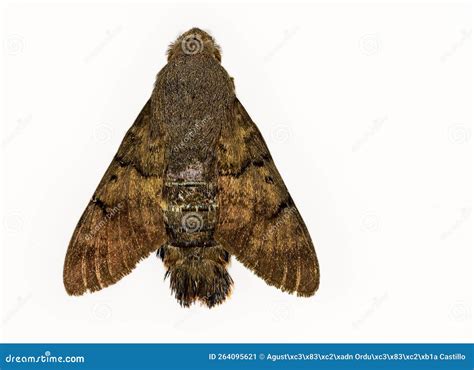 Moth is REALLY needy for you Background Vector Art Recipe Vector Recipe Vector Recipe Product