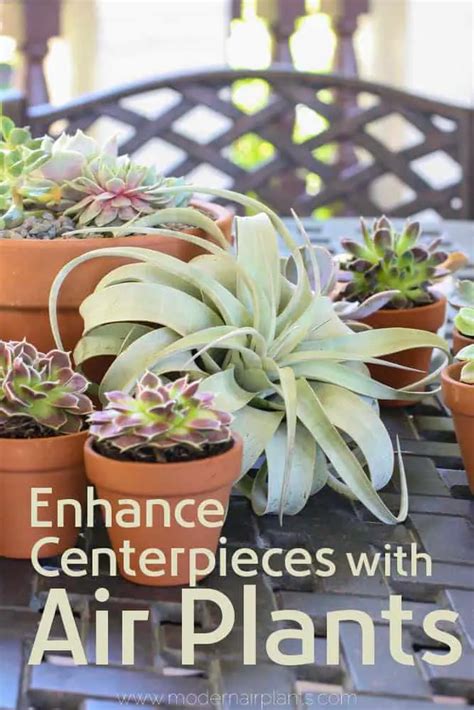 Air Plants Arrangements 的图像结果