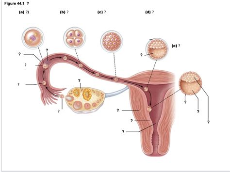 Image result for Pre-Embryonic Development