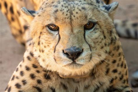 पृथ्वी के सबसे तेज जानवर चीता के लिए कैसे तैयार हुआ कूनो का जंगल?