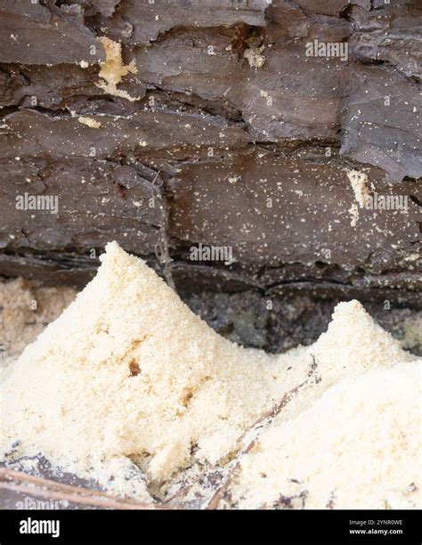 Close up of several sawdust piles created by carpenter ants burrowing into a dead pine tree ...