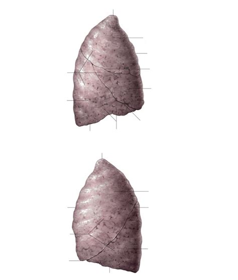 Tutorial Lobe 的图像结果