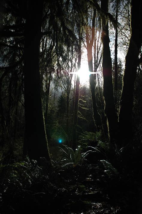 Image result for Alien Forest Sounds