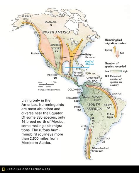 Hummingbird Migration in Southern California 的图像结果