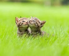 Image result for Beautiful Cute Animals