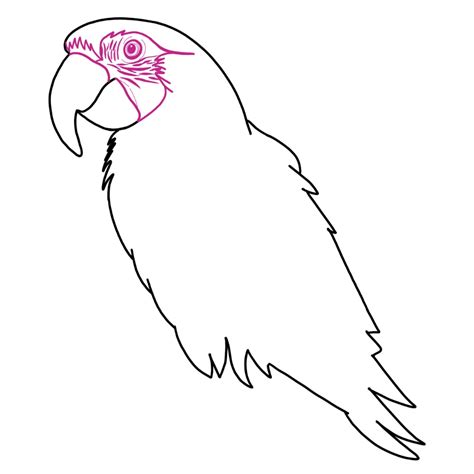 Image result for How to Draw a Parrot Two