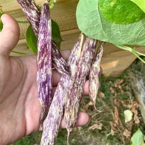 Buy Dragon Tongue Beans Seeds – Heirloom, Bush Variety, High Yield ...