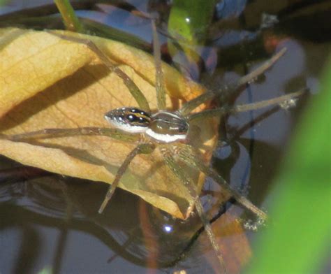 Spiders of North Carolina