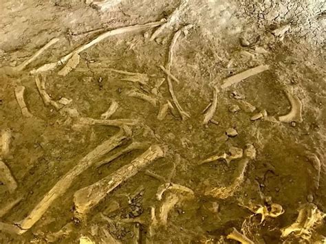 内蒙古博物馆|巨型恐龙化石查干诺尔龙_版权_霸主_蒙古包