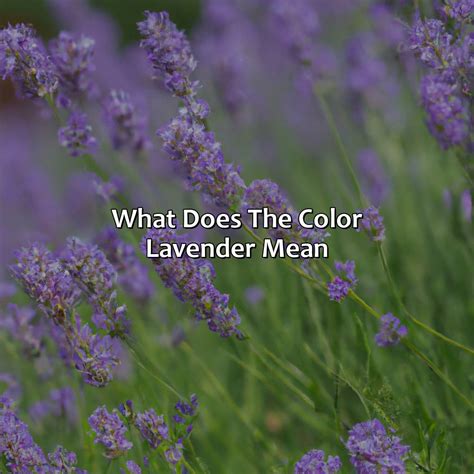 Lavender Flower Meaning