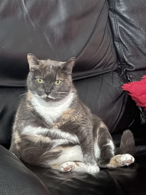 Are Cats Actually Double Jointed? The Truth Behind Squishy National Geographic