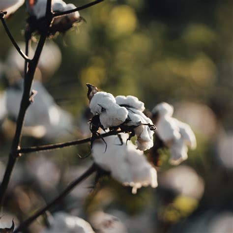 Crops 的图像结果