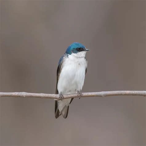 Analyzing Foraging and Habitat Use through Selection - Western ...