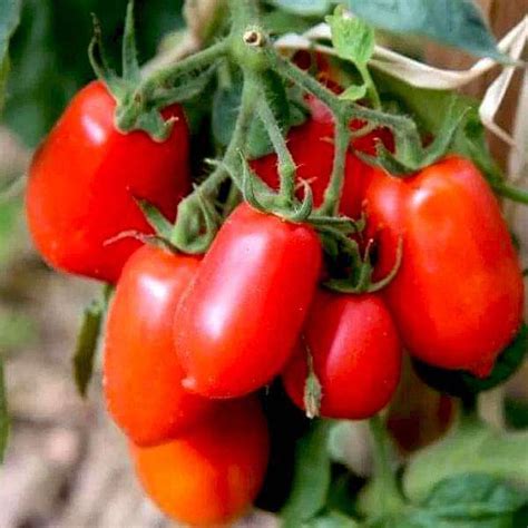 Buy Tomato Roma - Organic Vegetable Seeds online from Nurserylive at ...
