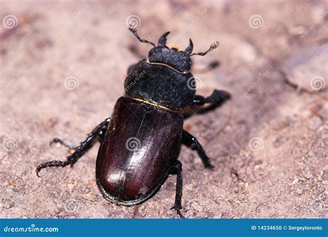 Female of Giant Stag Beetle Stock Photo - Image of close, giant: 14234650