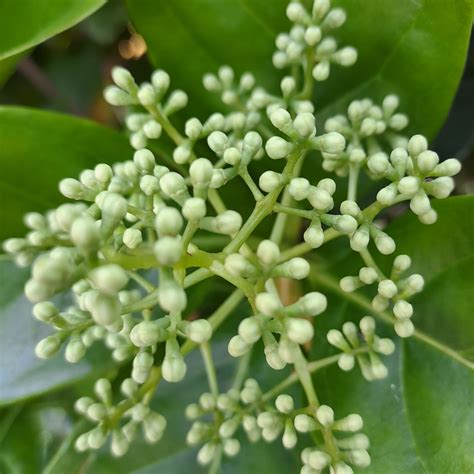 Viburnum sinensis - Sweet Viburnum - Hedges Online