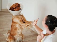 Image result for spaying