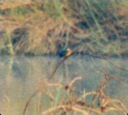 BLACKCAPPED KINGFISHER