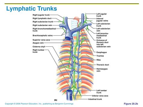 Image result for Lymph trunk Lymphatic System