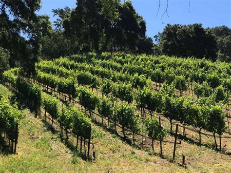 Adelaida Winery And Vineyard - California Winery Advisor