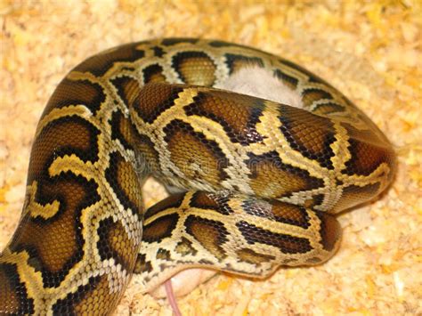 Image result for Python Bivittatus