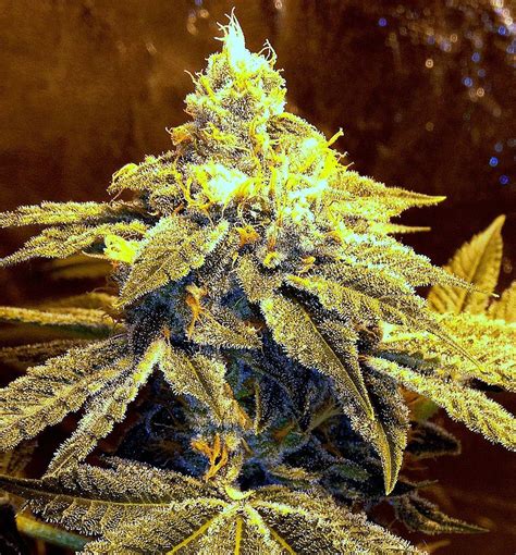 Image result for Alien OG Facts