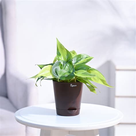 Buy Premium Philodendron Brasil plant | Beautiful variegated foliage ...
