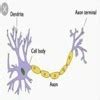diagram of nerve cell - Brainly.in