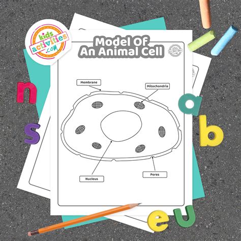 Animal Cell Coloring