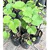 3 SWEET GRAPES FRUIT PLANT GREEN,RED,BLACK/ANGUR FRUIT PLANT OUTDOOR ...