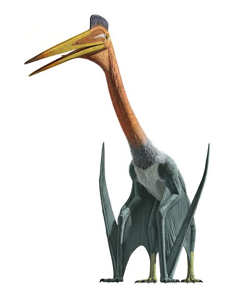 Was Bedeutet Der Name Quetzalcoatlus? – DLANOZ