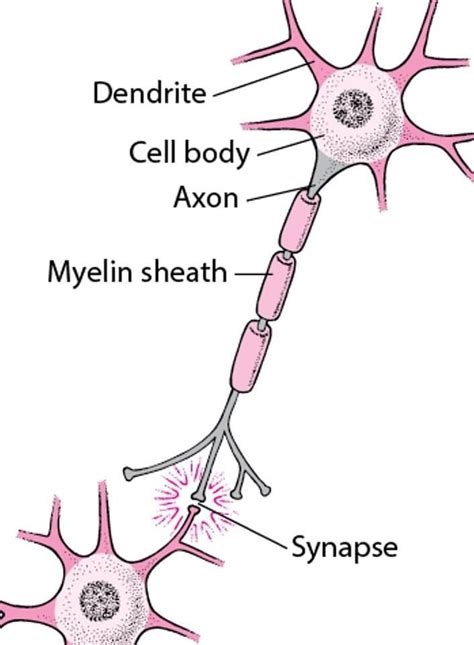 draw a structure of human nerve cell - Brainly.in