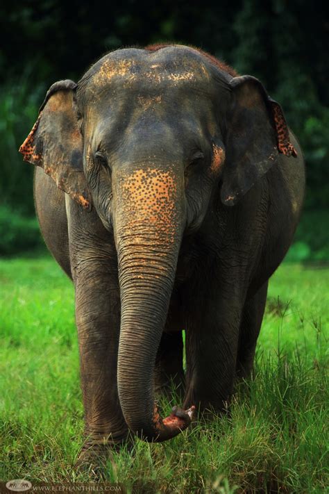 Asian Elephant | Sean Crane Photography