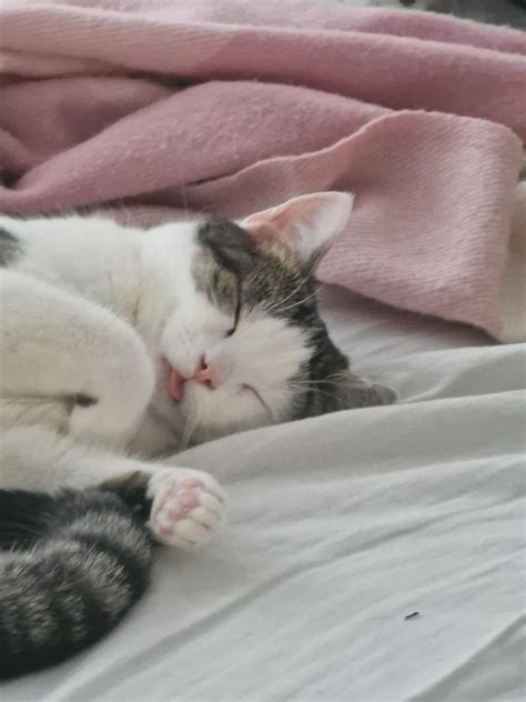 Sleepy blep 😭 his name is Nunu : r/Blep