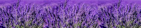 Amazon.in: Essential Oil 100%Pure Natural: Lavender