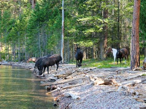 6 island which ruled by animals snake horse red crab cat quokka rabbit ...