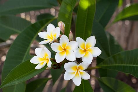 Las plantas y sus usos: Beneficios de la flor de mayo o Plumeria rubra