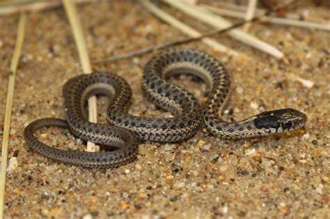 Western Terrestrial Garter Snake Butler's Gartersnake | Ohio