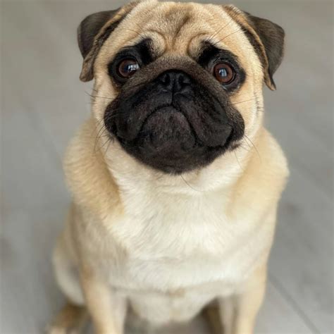 10 Most Friendly Dog Breeds in India for Your Home – Furloved