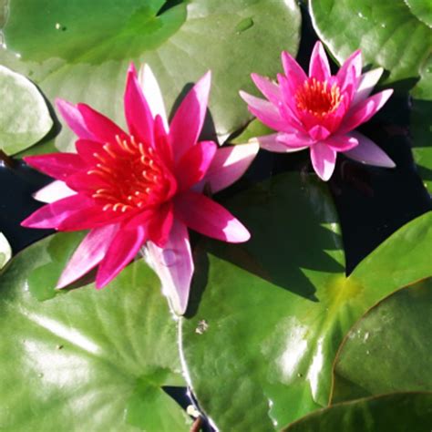 Buy Nymphaea Gloriosa Hardy Water Lily Tuber Live Water Plants for Pond ...